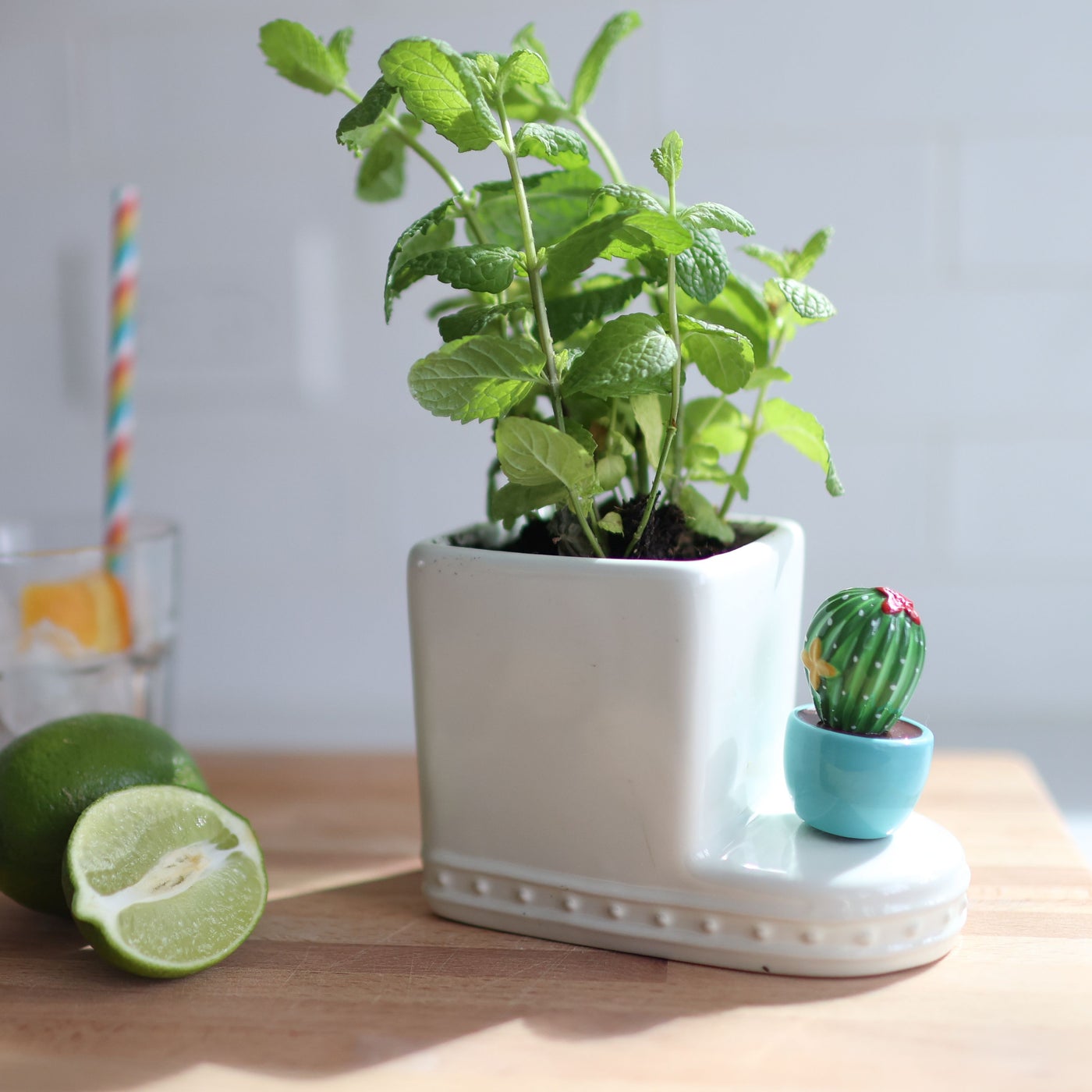 Cant Touch This - Cactus Mini (A266)